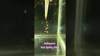 Best Artemia Hatching method for Baby Fish Fry 😍😍
