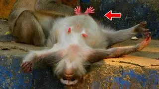 Adorable Mom Loya She is Nearly Give Birth, Loya Mom Trying to Sleep and Give Birth Coming Soon