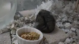 朝ハムルーティン！ #ハムスター #hamster 