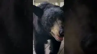 Simone &mdash; Sniffer Bear