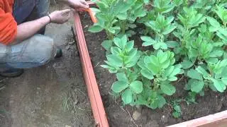 Como Plantar Cebollas En Bancal De Abono Verde || Siembra Organica || La Huertina De Toni