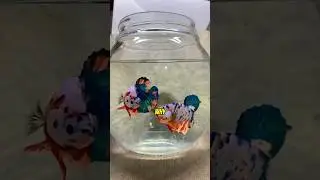 Почему петушки не могут жить вместе 🐠