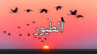 Birds in Arabic (Levantine dialect)