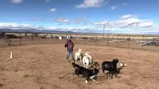 Herding dog Instinct Test