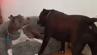 Gypsy n Raine from grooming to arguing over seating arrangements ❤️🐾