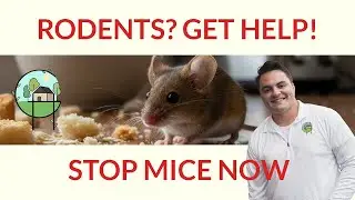 Hearing Scratching in Your Walls? A Guide to Fall Rodent Problems