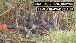 Sarang biawak berburu jerat biawak