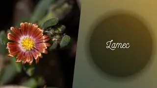 Lamec