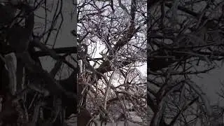The crunchy sounds of frozen grass