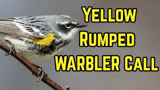 Song and Call of the Yellow Rumped Warbler