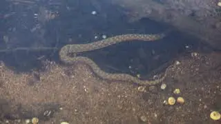 Natrix maura sous l'eau (couleurvre vip&eacute;rine)