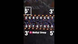 Central Dogma of Molecular Biology x Radiohead