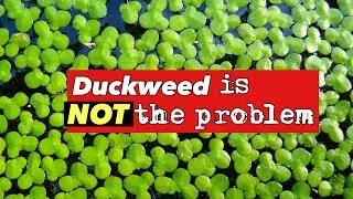 Duckweed is NOT the Problem! So WHAT IS?