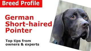 German Shorthaired Pointer Breed Guide