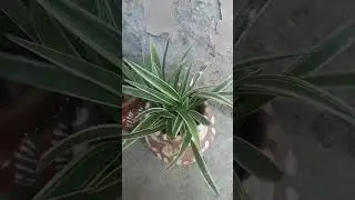 Low-Muss, High-Impact: Grow a Beautiful Spider Plant 🌱🪴#viralshorts#trending#spiderplant#gardening🌱🌿