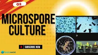 Unlocking the Secrets of Microspore Culture: A Step-by-Step Guide 🌱🔬| Biotic world