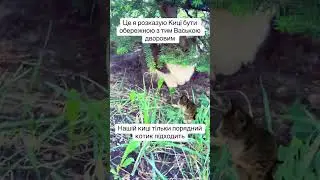 Не порядний Васька #catmeme #kitty #ржакадосліз #catphoto #catpicture #cute