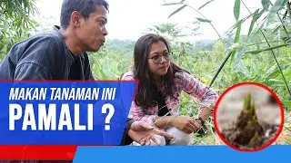Mengusut Rebung Bambu Kuning dan STIGMA Sebagaian Masyarakat. JANGAN DI MAKAN WALAUPUN ENAK ??