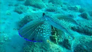 Grondin Perlon - Chelidonichthys lucerna - Pesce Gallinella -  Calabria 2017