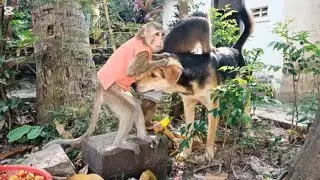 Monkey and Dog Friendship | Heartwarming Animals #monkeyvideo #monkeychallenge #monkeylove