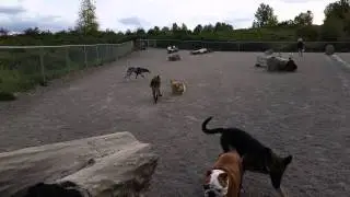 Sirius Pet Care: Magnuson Dog Park 092214