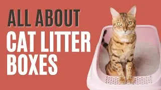 Полное руководство по выбору кошачьих туалетных лотков &mdash; The Comforted Kitty