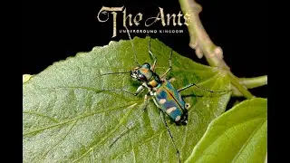 The Ants Underground Kingdom cicindela aurulenta.