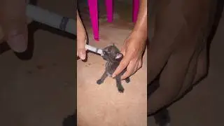 #babymilk #catfeeding #milk #kitty #cute #cutecat #cutebaby #cutekitty #cutebabycats