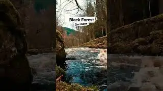 Enz river in the Black Forest #shorts