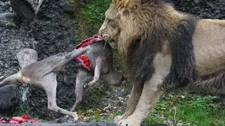 Singa berburu mangsa dengan ganas