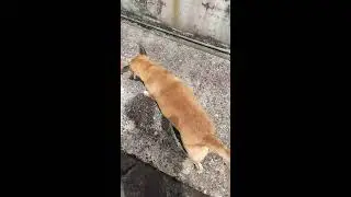 WORLD'S LONGEST LOAF OF BREAD SPOTTED IN THE WILD (NOT FAKE)