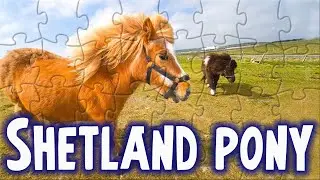 Shetland pony - Poni Shetland - Shetlandpony | WAP Puzzle