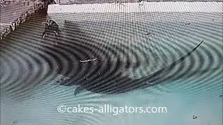 Chinese Alligators Mating April 2019 | CAKES Alligators