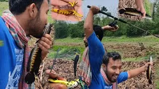 Amazing snakehead fishing l attack l প্লাস্টিকের ব্যাঙ দিয়ে প্রথম বার সোল্ মাছ ধরলাম।