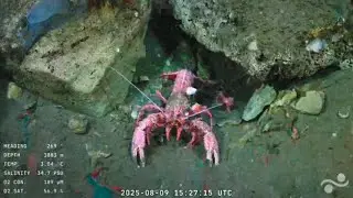 La expedici&oacute;n cient&iacute;fica en el fondo del mar lleg&oacute; a su fin: &ldquo;Sigan amando el mar&rdquo;