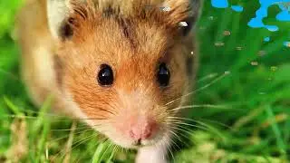 Animal Removal | Jackson, NJ - Freehold Pest Control