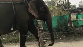 Gaon me hathi aa gaya 😨