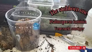 Meet The Psalmopoeus Irminii: Nature&rsquo;s Vibrant Spider!