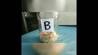 Cell Theory - General Biology Experiment