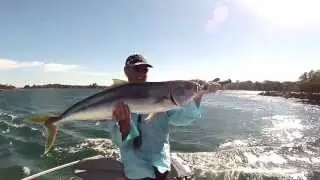 yellowtail kingfish in the macleay river
