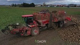 ARRACHAGE DE BETTERAVES 2019 |  HOLMER T4.40