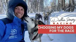 How I Pick My Dogs for the Iditarod
