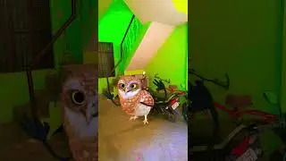 🤣🤣🤣🤣😂😅😅#funny #comedy #entertainment #dance #apt #memeedit #shorts #crazyowl #crazy #cute #artinwood