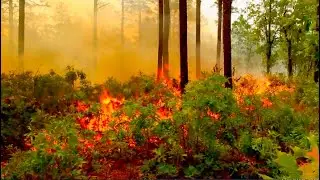 Prescribed Fire in the Longleaf Pine Ecosystem