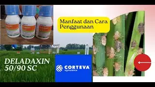 Manfaat dan Cara Aplikasi Deladaxin 50/90 SC, Wereng Sundep Tuntas, Terbaik dari Corteva
