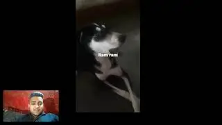 Dog Saying to ram ram