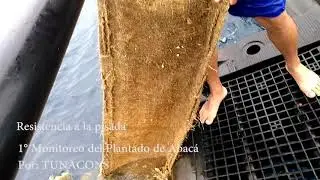 Siembra y Monitoreo de FADs de abac&aacute;