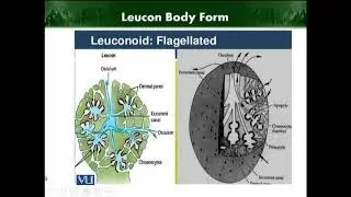 Leucon body form |  Animal Diversity Invertebrates (Theory) | ZOO512T_Topic035