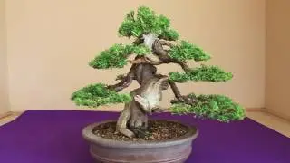 Bonsai Journey Japan . An Autumn Venture part 1
