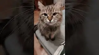 #best #cat #coolcats #catvideos #murka #kittens #funnycats #cat #beautifulcat #statham